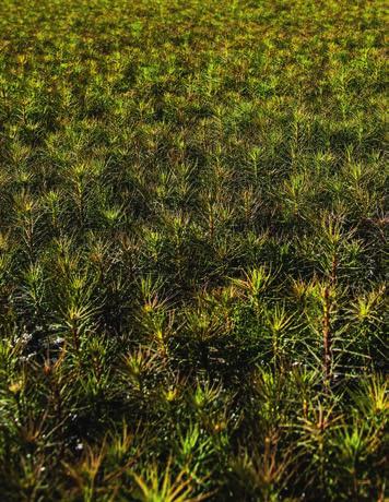 Plantorna lyfts upp ur kassetten och skjuts in i plantkartongen. Här behövs det 3 4 person som kontrollerar packlinjen och att det blir rätt mängd plantor i kartongen innan den försluts.