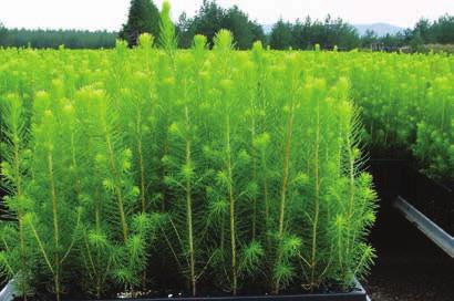 Plantor levereras även på hösten för plantering och då från vecka 32 och fram till mitten av oktober.