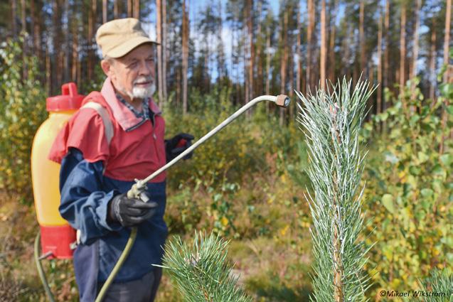 Skyddsmetoder för riskobjekt På skadeutsatta objekt kan man förutom skogsvårdsåtgärder även vidta skyddsåtgärder.