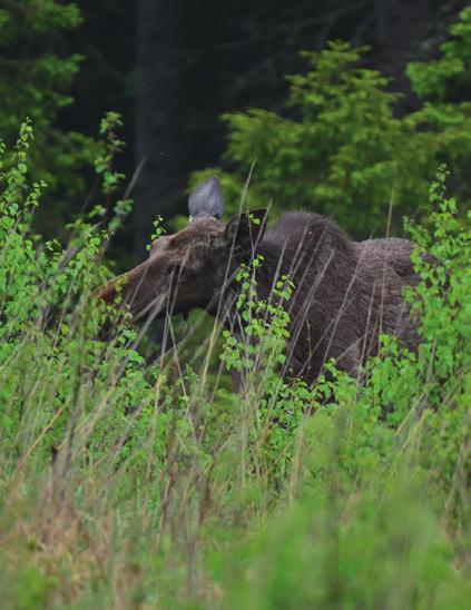 Innehåll Inledning 2 Skogsvårdsmetoder på skogsfastighets- och kommunnivå 3 Förnyelse av skog 4 Tidig röjning av plantbestånd 6 Plantskogsgallring 7 Förröjning och gallring 8 Tilläggsföda utanför