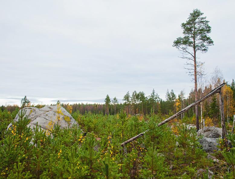 Förnyelse av skog Älgskadorna riktas främst till plantbestånd av vårtbjörk och tall.