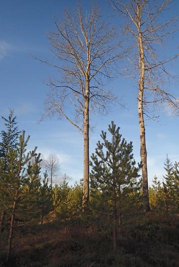 Asp är en viktig nyckelart för biodiversiteten, men i ett tallbestånd kan aspsly sprida asprost (knäckesjuka) och orsaka tillväxtbortfall.