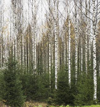 Plantskogsgallring Tallarna växer förbi risken för älgskador på toppen senast vid 5 meters höjd, varvid man kan genomföra plantskogsgallring och frigöra växtplats för friska träd.