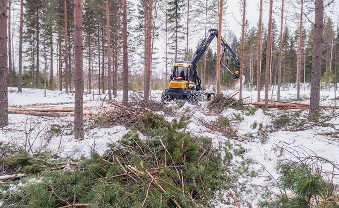 Förröjning och gallring I en gallringsmogen skog duger underväxt i form av tall, lövträd och en som föda åt älgar.