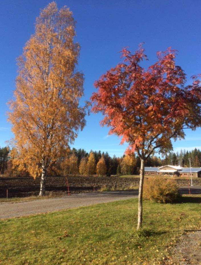 Naturen. Naturen går mot vintervila.