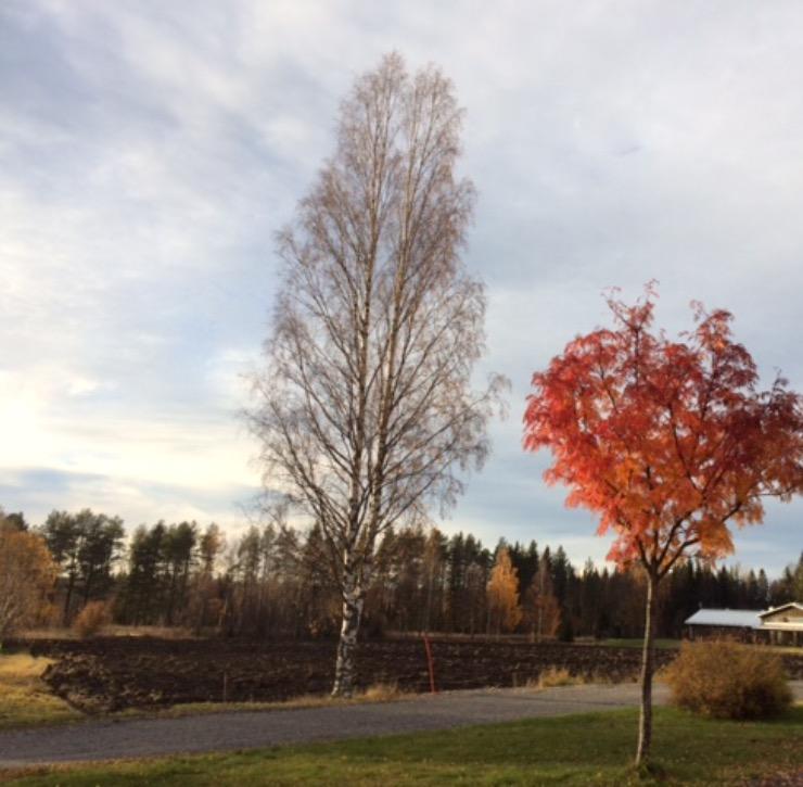 Det är lätt att tappa själsligt fotfäste när ändringarna ute i naturen blir så tydliga.