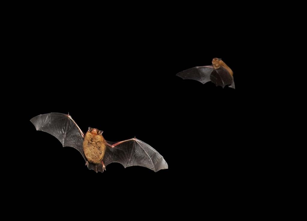 Dvärgpipistrell Pipistrellus pygmaeus Den till antalet klart vanligaste fladdermusen i området. Jagar i skogskanter, gläntor och kring träd.