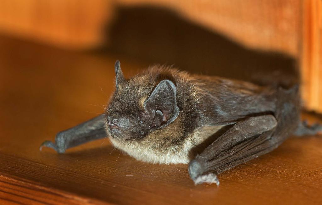 Nordfladdermus Eptesicus nilssonii Sveriges vanligaste fladdermus. Inte så vanlig i området. Påträffades med enstaka individer i båda områdena ofta jagandes över trädgårdar.