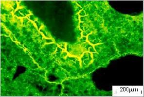 Figur 2.6: Petrografiskanalys av tunnslip under UV-ljus [1] 2.4 MIKROSTRUKTURANALYS I SVEPELEKTRONMIKROSKOP (SEM) Enligt I. Sims och P.