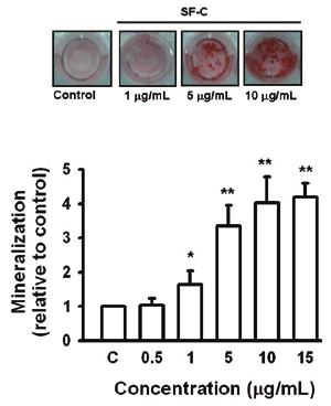 6 Sambucus formosana stimulates differentiation of MC3T3-E1 osteoblasts Fig. 3. The effects of SF-C on OPN and OCN synthesis in MC3T3-E1 osteoblastic cells.