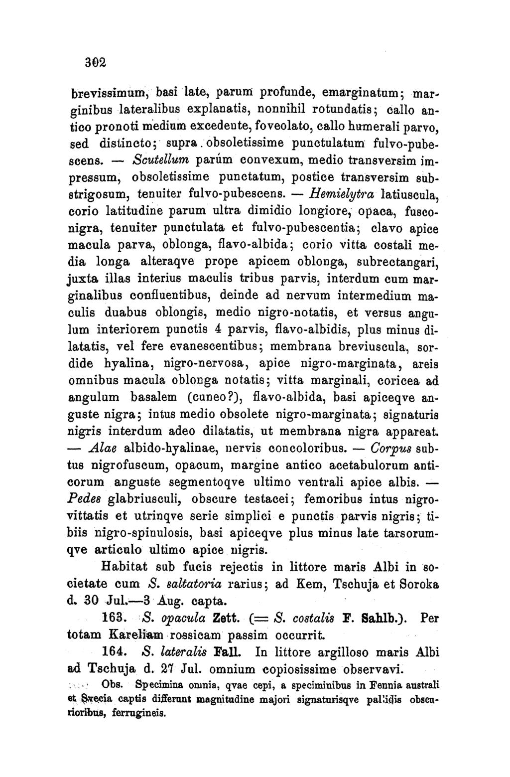 302 brevissimuim,5 basi late, parum profunde, emarginatum; marginibus lateralibus explanatis, nonnihil rotundatis; callo antico pronoti medium excedeute, foveolato, callo humerali parvo, sed