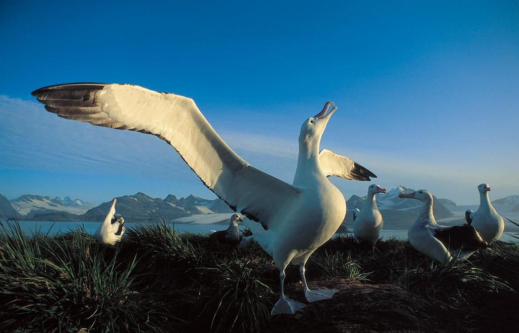 Sydgeorgien Södra ishavets Serengeti Vandringsalbatrossen är störst av alla albatrosser och har världens största vingspann, cirka 3,1 meter i genomsnitt.