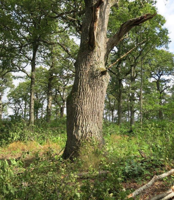 11 ETT RIKT ODLINGSLANDSKAP De äldsta hagmarksträden dör De äldsta träden av både ek, lind ask, alm och lönn, men även björk, asp och sälg (=triviallöv) är ofta de mest artrika individerna och därmed
