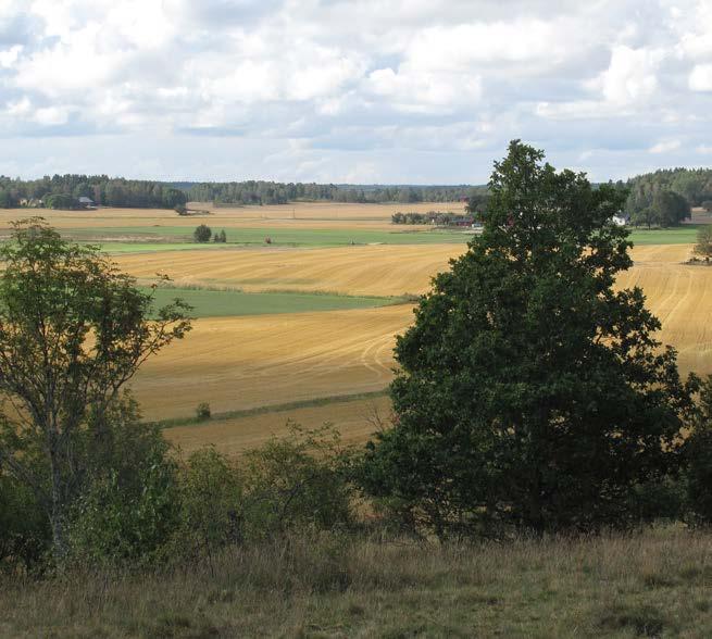 ETT RIKT ODLINGSLANDSKAP 11 FIGUR 53. UTVECKLING ÅKERMARK SÖDERMANLAND (HA) Figuren visar utvecklingen av åkermarksarealen sedan 2001. Det har varit en negativ trend sedan 2001.