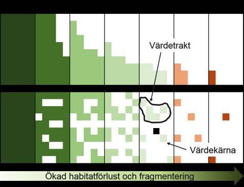 2 BAKGRUND FAKTARUTA VIKTIGA BEGREPP VÄRDEKÄRNA En värdekärna kan vara en natur-betesmark, en nyckelbiotop eller naturvärdesobjekt i skogen, men även ett område med motsvarande struktur och