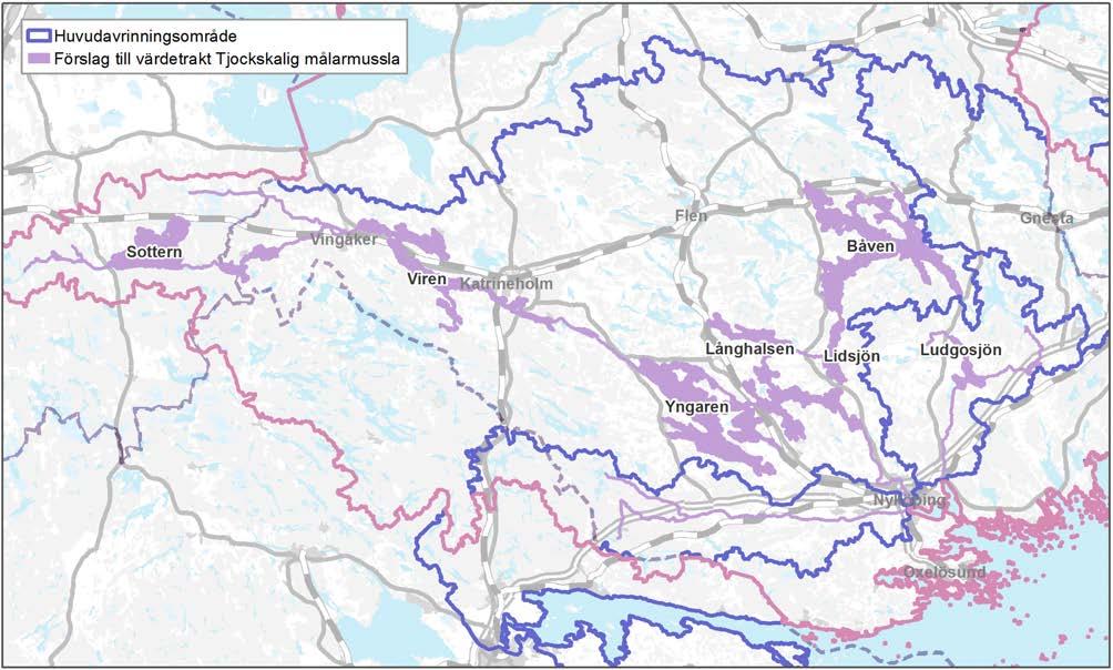 9 LEVANDE SJÖAR OCH VATTENDRAG Värdetrakt Nätverket för tjockskalig målarmussla Värdetrakten Nätverket för tjockskalig målarmussla utgörs av Kilaån, Nyköpingsåns avrinningsområde och Svärtaåns