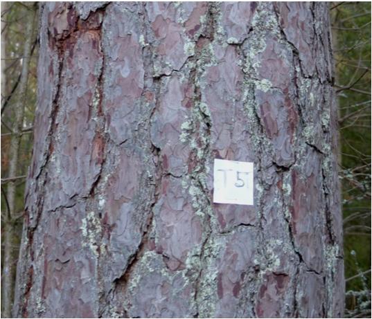 Utöver de faktorer som anges i listan ovan noterades även trädslag, stamomkrets, om trädet var levande eller dött (L/D) samt nord- och ostkoordinater (SWEREF99 TM samt 99 16.30).