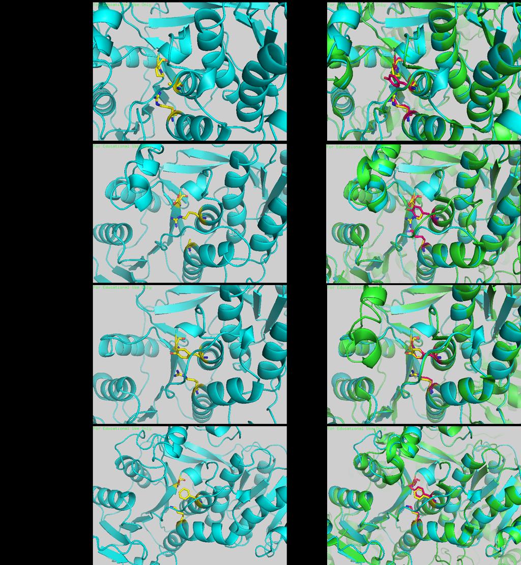 Figure S2. SWISS-MODEL1 (https://swissmodel.expasy.