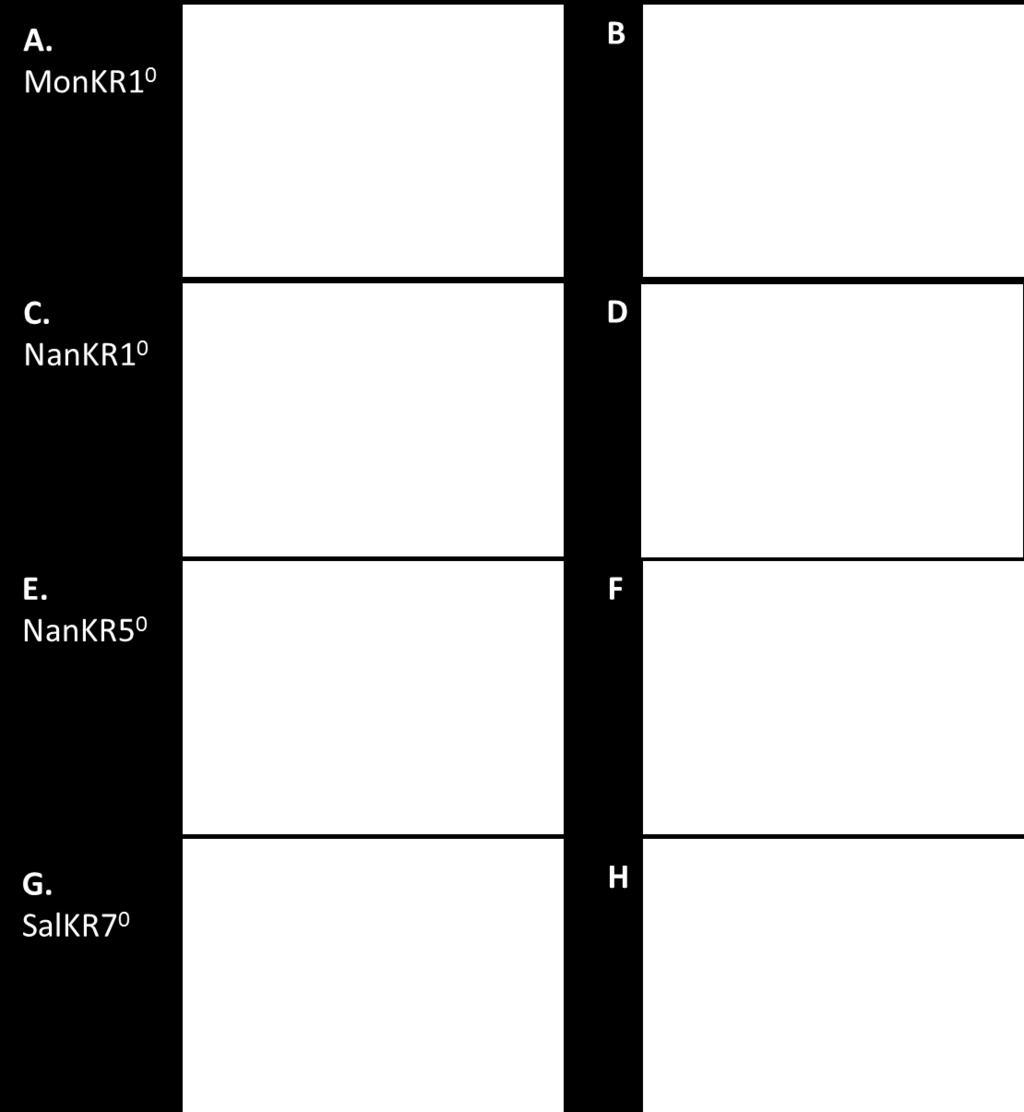 Predicted active site of MonKR10 protein structure model based on PicKR30 structure; B. Protein structure overlap of MonKR10 with PicKR30; C.