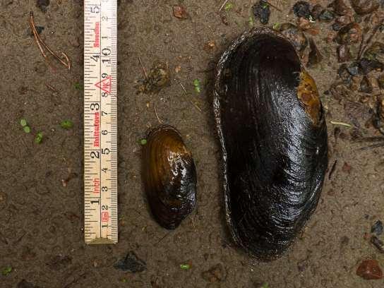 Flodpärlmusslan är knuten till strömmande vatten med ett bottensubstrat av sten, grus eller sand. I undantagsfall kan äldre flodpärlmusslor även återfinnas i bäckar med finare bottensediment.