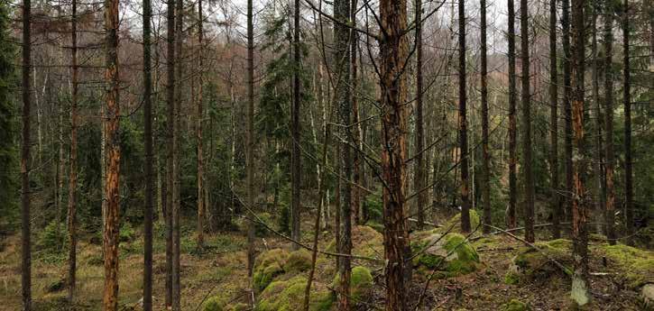 Skadenivån är sannolikt förhöjd även i stora delar av Svealand och södra till mellersta Norrland. Risken är mycket stor att skadorna blir ännu större under 2019. Flera generationer av angrepp.