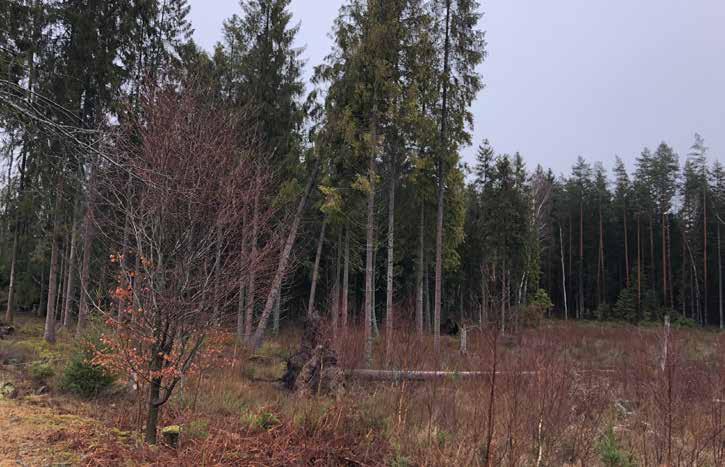 Ny teknik i Alvesta På Vidas sågverk i Alvesta görs nu mätning av grankubb och furukubb med Mabema GPV. Mätningen är automatisk och färdig direkt när timmerbilen passerat en mätram.