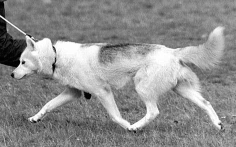 RÖRELSER: De typiska rörelserna hos siberian husky skall vara flytande och lediga. Rasen skall röra sig lätt och snabbt och till synes utan ansträngning.