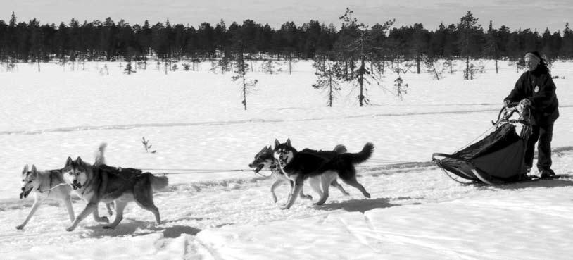 I rörelse ska hundens rygg vara stilla den får inte gunga eller röra sig på något sätt. Hunden ska i rörelse ge ett kraftfullt, elegant och smidigt intryck.