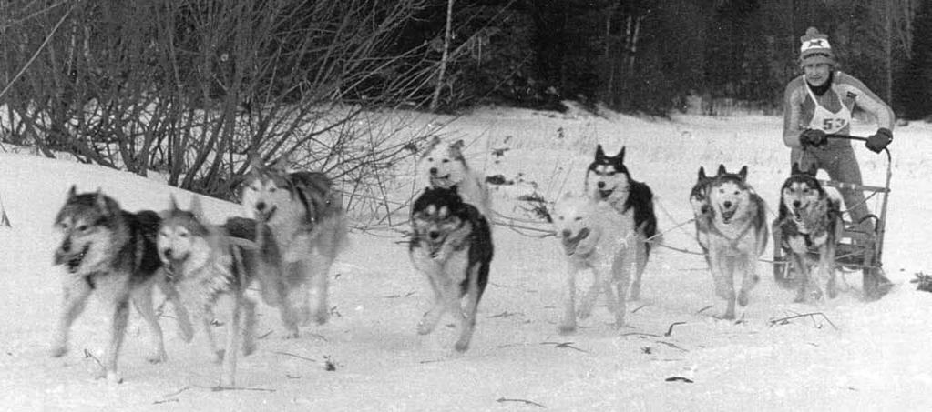 Siberian huskyn i Sverige och Norden Den första siberian huskyn som registrerades i Svenska Kenneklubben hette Storm och årtalet var 1960.