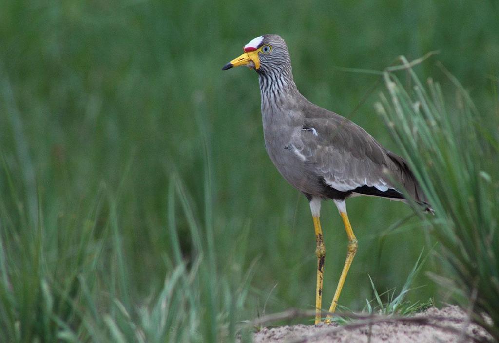 Zambia 12 23 oktober 2019 med Göran Pettersson African Wattled Lapwing. Foto: Göran Pettersson Varmt välkommen på AviFaunas resa till Zambia!