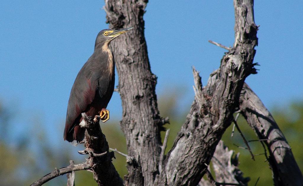 DAG-TILL-DAG PROGRAM Dag 1: Resan startar under morgonen på Lusakas internationella flygplats. Under förmiddagen transporterar vi oss norrut till Kafue River, nära Mpongwe.