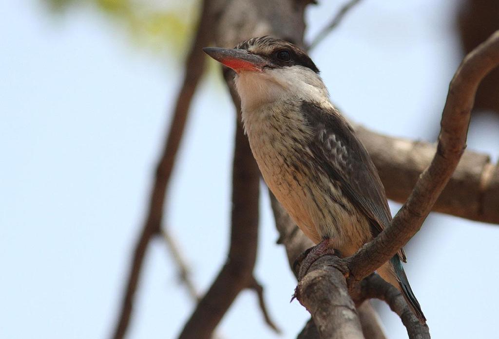 Andra mera svårfunna arter, men de finns här, är t ex Marsh Tchagra, Black-fronted Bushshrike, Böhm s Bee-eater, Bocage s Akalat, Black-backed Barbet och Luapula Cisticola.