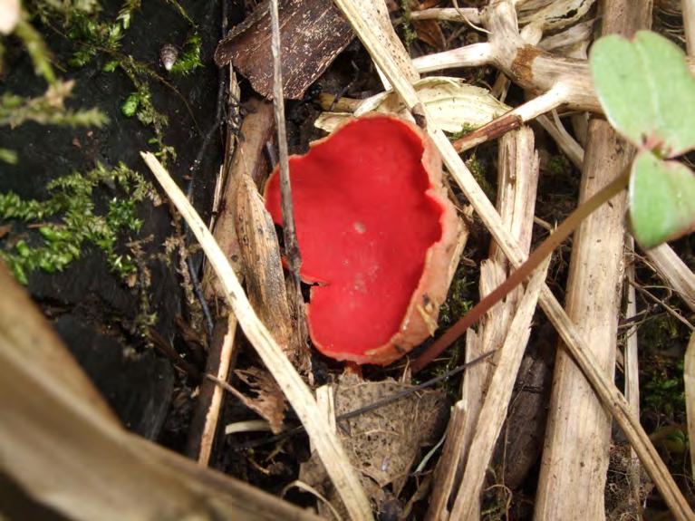 Värdearter: Scharlakansvårskål Sarcoscypha austriaca signalart Vittandad ulota Ulota drummondii signalart Krusig ulota Ulota crispa signalart Lundarv Stellaria nemorum signalart Signalarten