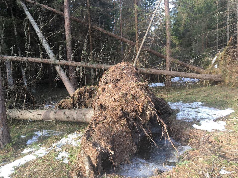 ALFRIDA Tidigt på natten mot 2 januari bröt stormen ut. Redan vid 21:30 tiden 1 januari började träd falla och det blev ett flertal elavbrott, inget anmärkningsvärt det såg ut som en normal storm.