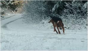 Dag ett var det minus 2 grader och vindstilla. Det var gott om harar i markerna. Den dagen drev fyra hundar till förstapris. Den andra dagen hade det kommit någon centimeter snö.