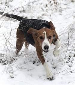 En riktigt högt klassad hund kan ha ett försäkringsvärde på uppemot hundratusen kronor och mer.