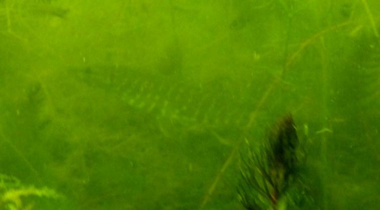 Fiskobservationer Det var gott om fisk i Fjällsviksvikens viksystem. Under vegetationsinventeringen observerades en hel del fisk varav abborre (Perca fluviatilis) var mycket vanlig.