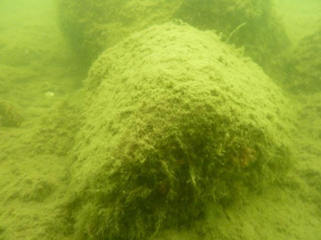 Bild 4.3. Transekt F3. Öv: Sedimenttäckt block med A. linnaei på 7 m djup. Öh: Rhodochorton purpureum på block, 7 m djup. Nv: Block med A.