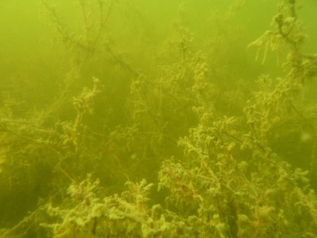 Bild 4.5. Transekt F4. Öv och Öh: Mjukbotten med frodig, sedimenttäckt vegetation bestående av N. marina på 1,4 m djup. Nv: Mestadels kal botten på ca 1 m djup. Nh: Enstaka buskar av N.