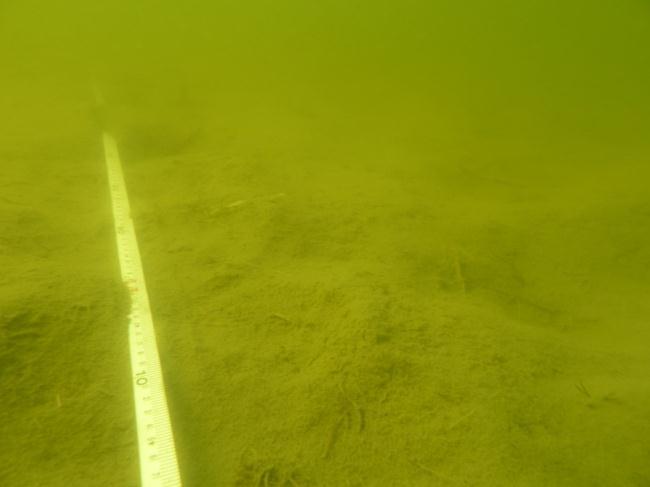 Den 50 m långa transekten nådde 7,2 m djup. Längst ut var det mjukbotten täckt av Beggiatoa och Spirulina.