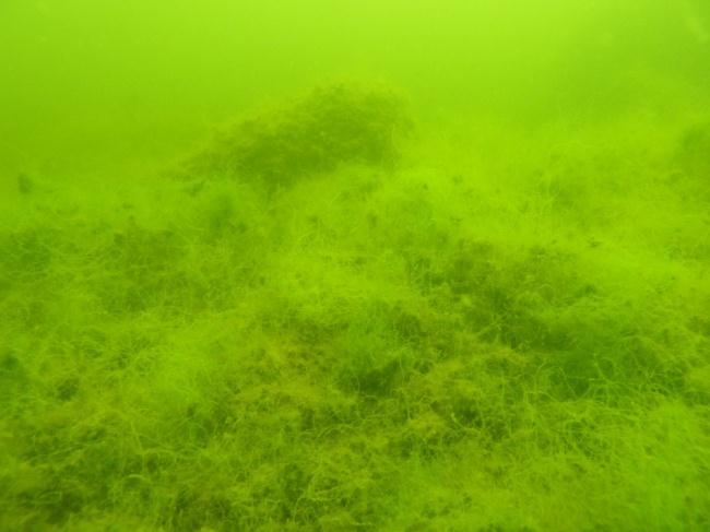 Bild 4.7. Transekt F5. Öv: Löslevande Chaetomorpha linum på 4 m djup. Öh: Djungel av bland annat C. demersum på mjukbottenavsnitt 2-3 m djup. Nv: Vaucheria sp och N. marina på 2-3 m djup.
