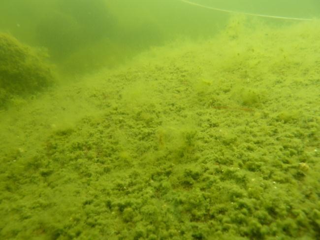 På 5,5 m djup, 42-45 m från stranden, fanns emellertid ett stort block (ca 3x3x3 m). Från 4,1 m djup utgjordes ca 50 % av botten av block och sten, resterande del var mjukbotten.