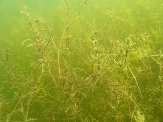 Transekten hade frodig vegetation främst bestående av löslevande grönalgsmattor men även en hel del kärlväxter. Grönalgen A.