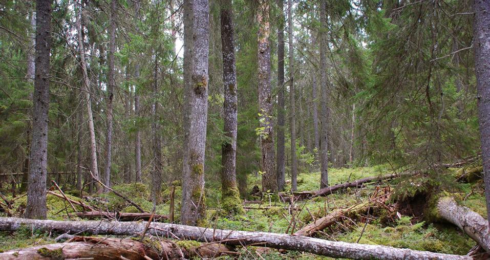 Detta är en avrapportering av uppdraget från Länsstyrelsen i Uppsala län att ta fram en plan för aspskalbaggar i Svanhusskogens naturreservat under