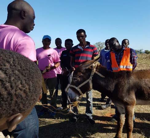 This will ensure that donkey owners address donkey needs without having to beat or hurt the animals.