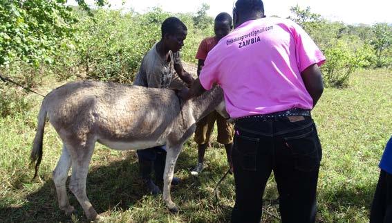 donkey. In the mobile clinic we offered the following medical services! Wound treatment; we use Oxytetracycline 3.