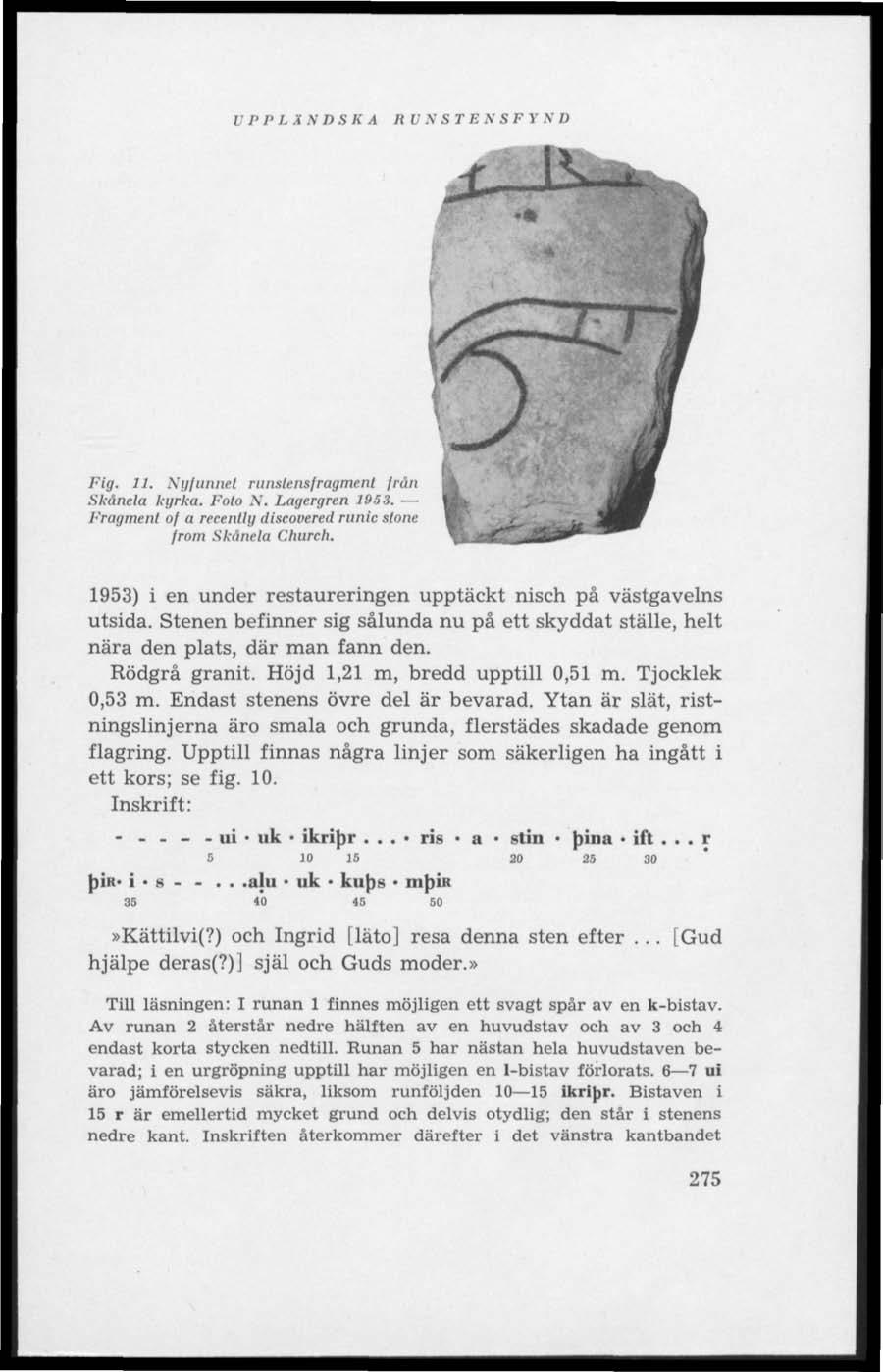 VPPLÄNDSK A R VN ST EN SFYND Fig. 11, Ngfunnel runstensfragment från Skånela kyrka. Foto \. Lagergren 1953. Fragment of a recently discovered runic slone from Skånela Church.