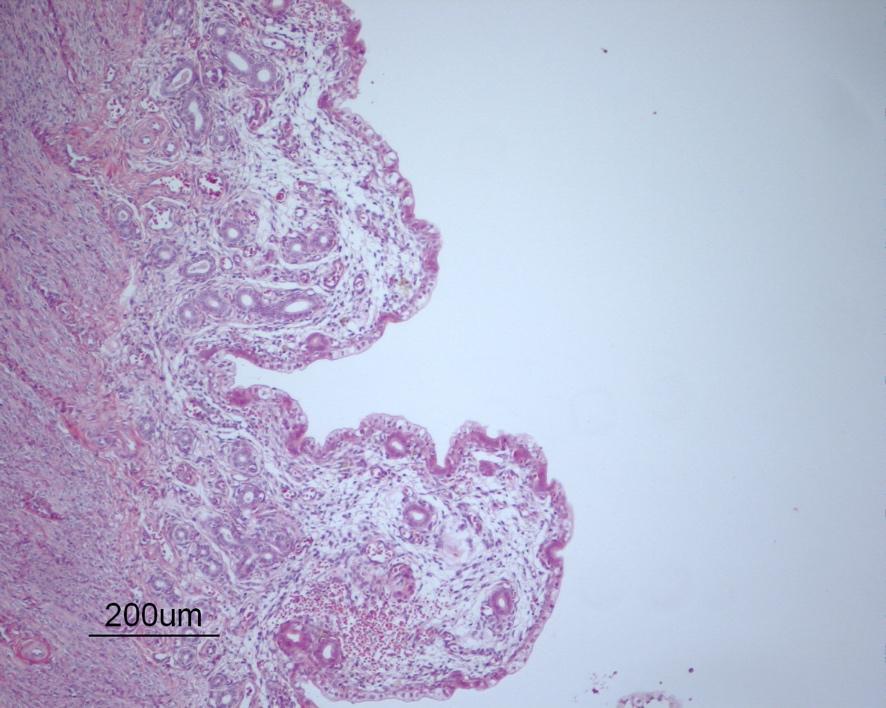 Sökorden har varit: pyometra AND (dog OR dogs OR bitch OR canine) AND (CEH OR cystic endometrial hyperplasia).