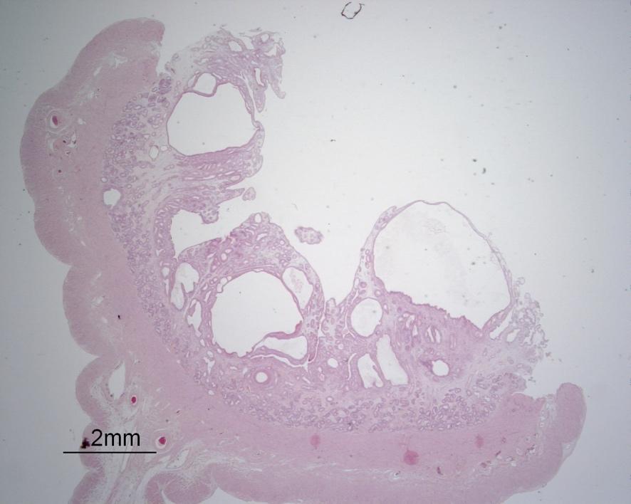 LITTERATURÖVERSIKT Cystisk endometriehyperplasi CEH CEH är en vanlig lesion hos äldre tikar.