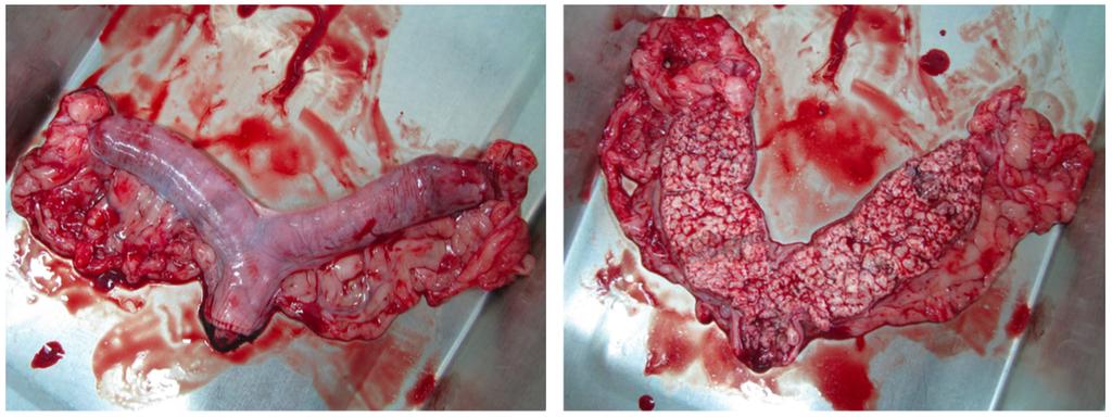 sänkt immunförsvar krävs för att pyometra ska utvecklas (Arora et al., 2006). Eftersom ökad progesteroneffekt ofta ses vid utvecklandet av CEH tros denna kunna vara en orsak till pyometra (Dow, 1958).